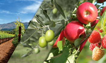 Mediterano – zemlja zna zahvaliti