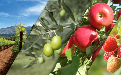Mediterano – zemlja zna zahvaliti