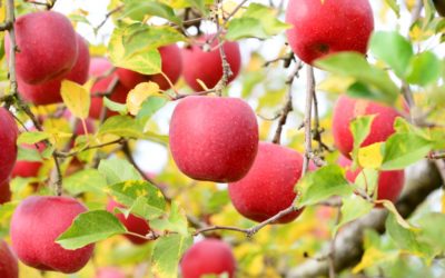 YaraVita™ Rexolin®