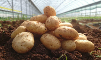 Dobiva li vaš krumpir dovoljno kalcija?