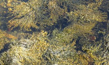 Benefiti morskih algi na poljoprivrednu proizvodnju