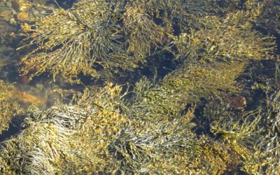Benefiti morskih algi na poljoprivrednu proizvodnju