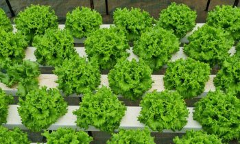 Yara – Ishrana biljaka – Folijarna prihrana salate