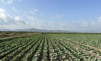 Kupus Zoltan F1 – Hazera