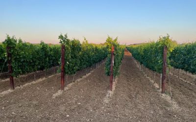 Yara ishrana biljaka – Gnojidba vinove loze