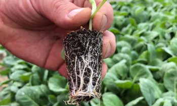 Rhyzo – Rješenje za razvoj korijena